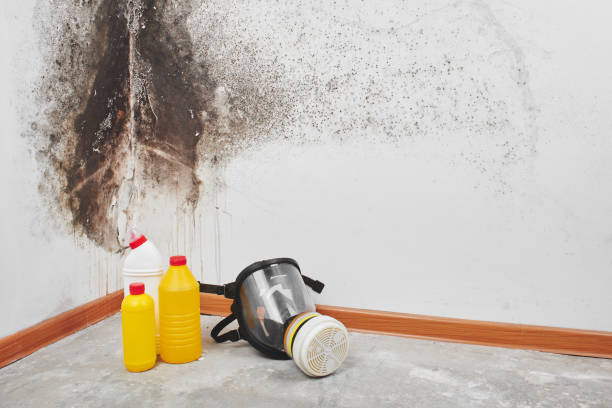Best Mold Cleaning Services  in Maurice, LA