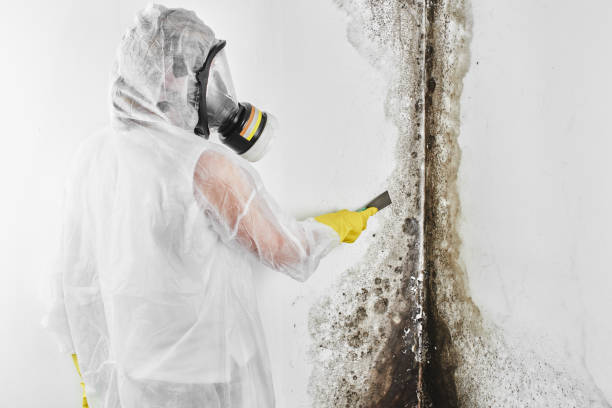 Best Black Mold Removal  in Maurice, LA