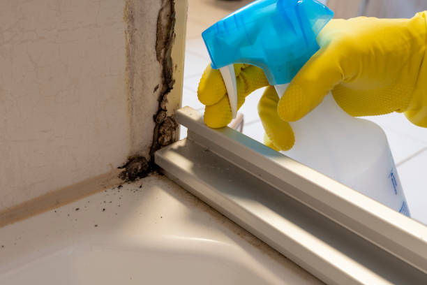 Best Attic Mold Removal  in Maurice, LA