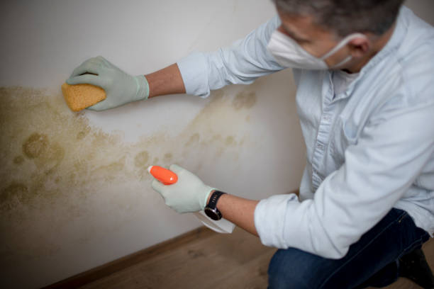 Best Mold Removal and Inspection  in Maurice, LA