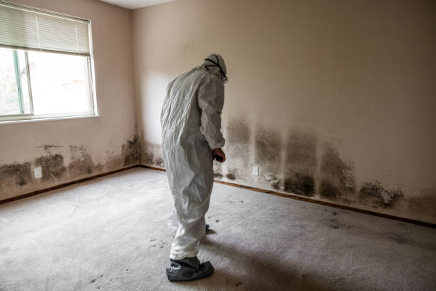 Best Mold Remediation Services  in Maurice, LA