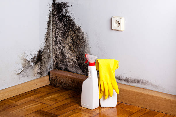 Best Fast Mold Removal  in Maurice, LA