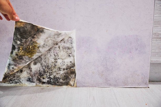 Best Crawl Space Mold Removal  in Maurice, LA